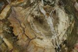 Madagascar Petrified Wood Round - Top Quality Polishing #162907-1